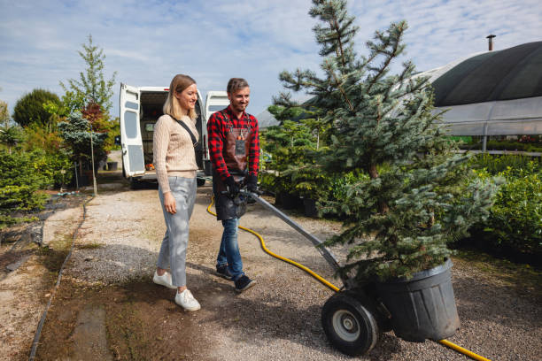 Best Tree Root Removal  in Sanford, CO